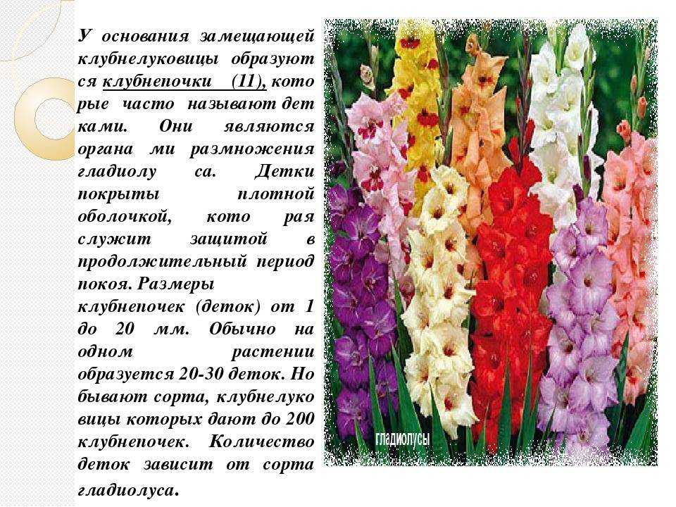 Идеальный уход за гладиолусами. выращивание гладиолусов в открытом грунте. фото — ботаничка