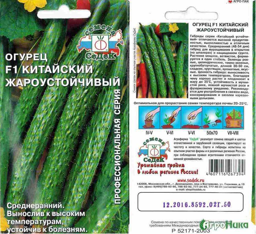 Китайский огурец. описание, выращивание, сорта, отзывы. фото — ботаничка