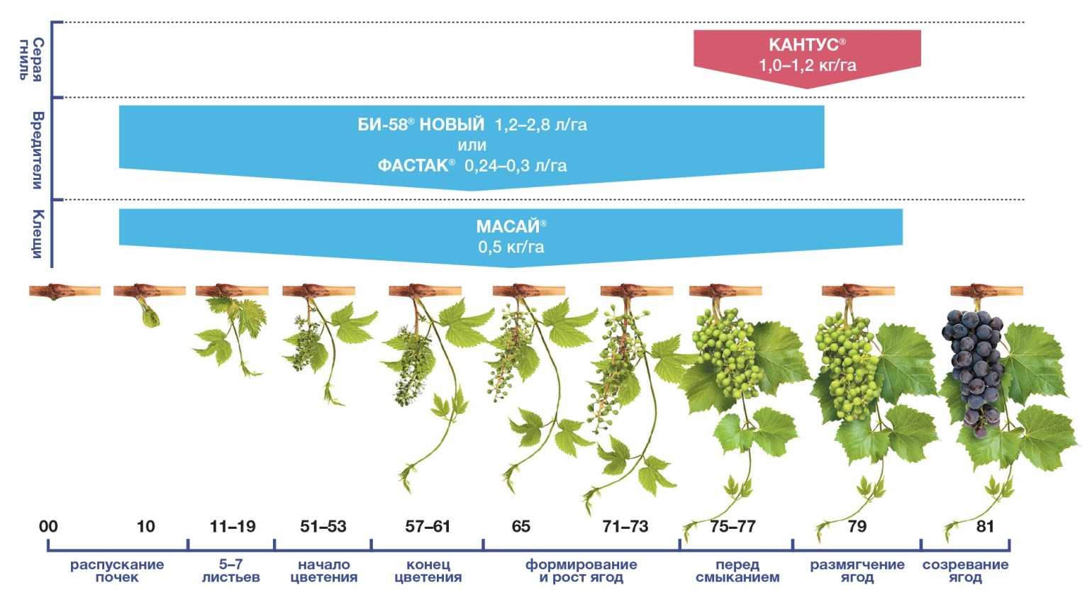 Подкормка винограда пошагово от набухания почек до укрытия