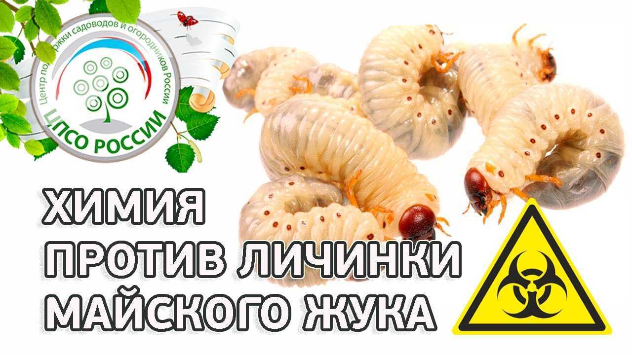Боремся с личинками майского жука — ботаничка
