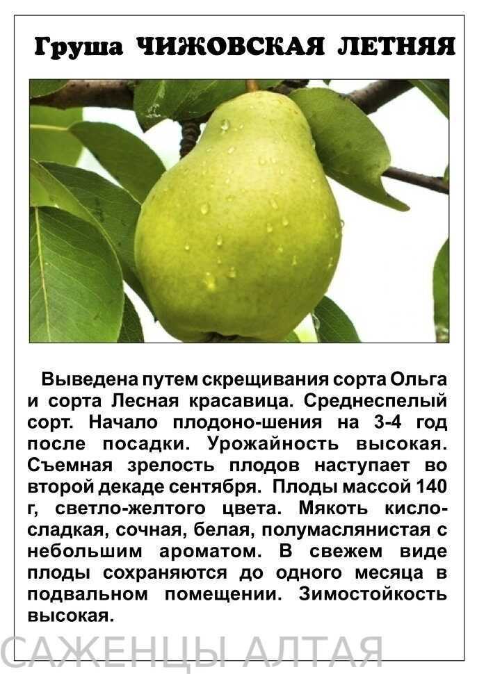 Груша память жегалова: описание и характеристика сорта, достоинства и недостатки, особенности посадки и ухода