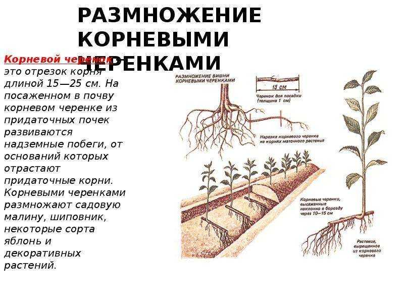 Вишня войлочная - основные сорта, описание, посадка и уход