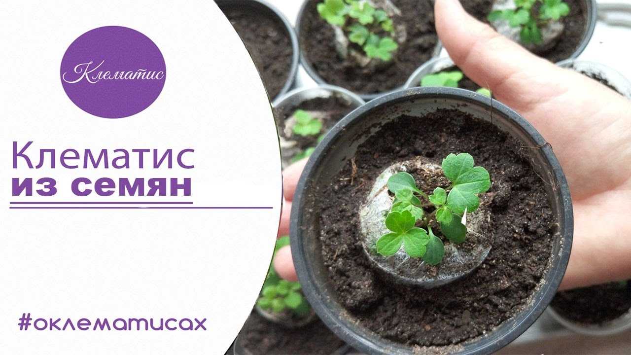Как вырастить клематисы из семян и правильно за ними ухаживать? | огородник