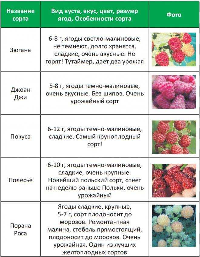 Чем подкормить малину осенью, весной и в разгар лета?