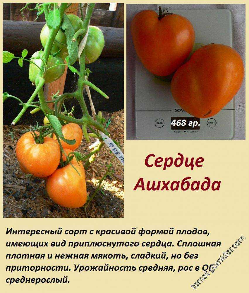 Томат сердце ашхабада: описание сорта, характеристики, особенности выращивания, отзывы