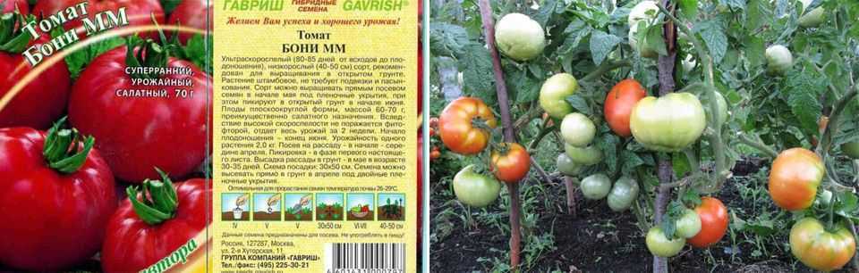 Описание томата бони мм: срок созревания, урожайность, назначение сорта