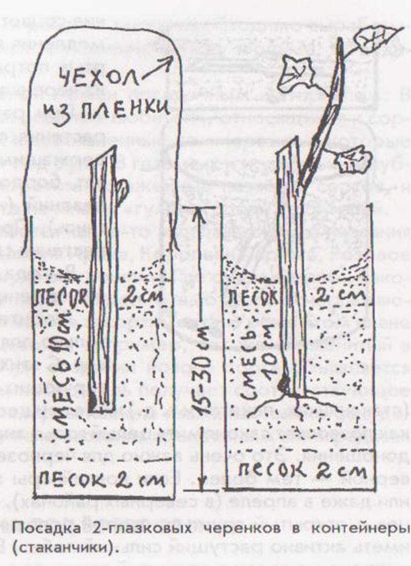 Как посадить виноград осенью саженцами (чубуками)?