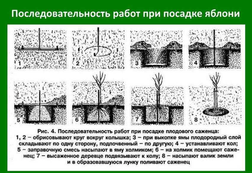 Как правильно посадить саженец яблони из питомника