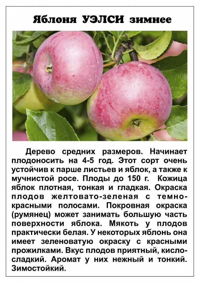 Описание сорта яблони богатырь – морозостойкость, опылители, отзывы