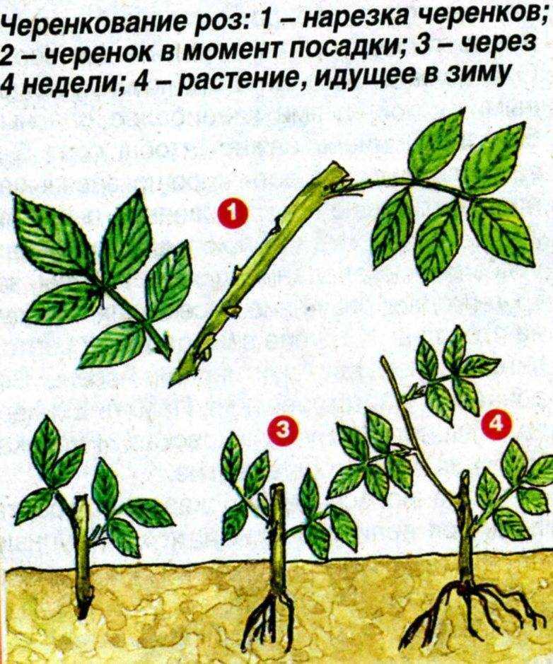 Черенкование роз из букета в домашних условиях - 3 простых способа