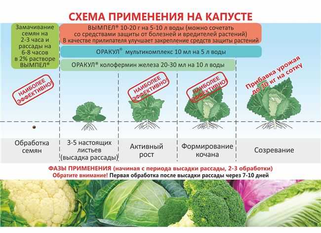 Выращивание капусты брокколи: советы начинающим огородникам