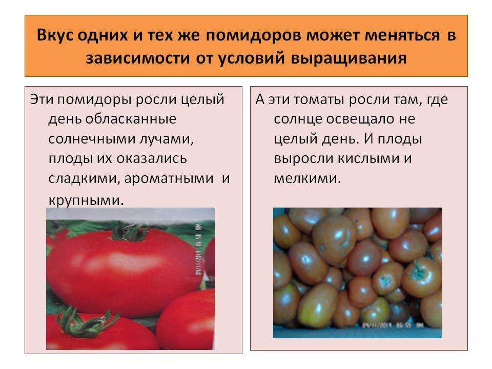 Селекция и семеноводство томатов