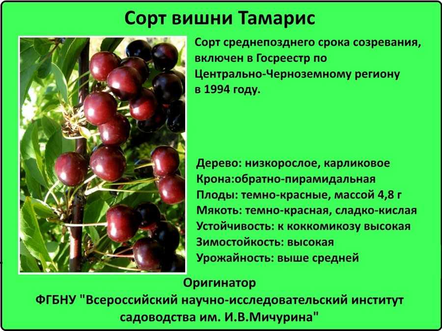 Вишня тамарис: описание сорта, фото, отзывы, опылители и практические советы от опытных садоводов