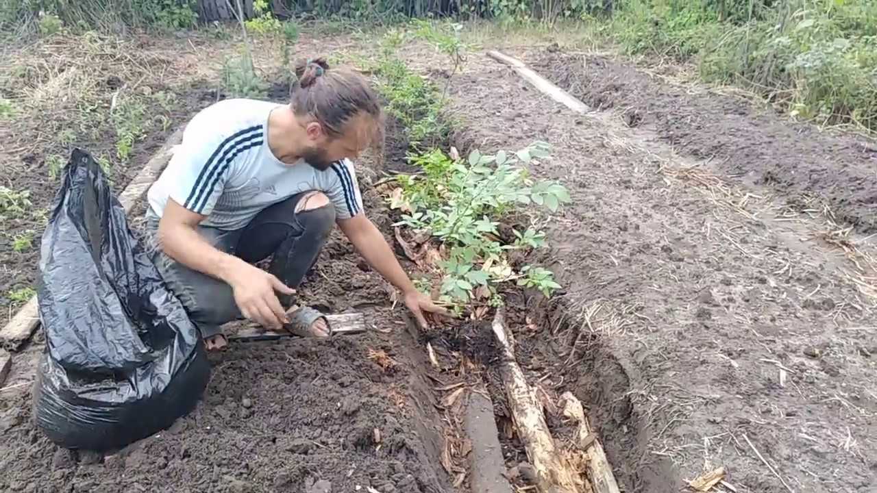 Садовая голубика — посадка и уход за растением; выращивание в открытом грунте