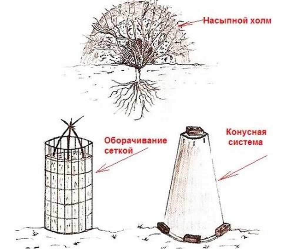 Как укрыть розы на зиму в подмосковье, сибири, средней полосе?