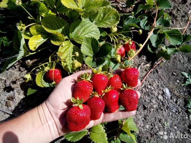 Сельва клубника отзывы
