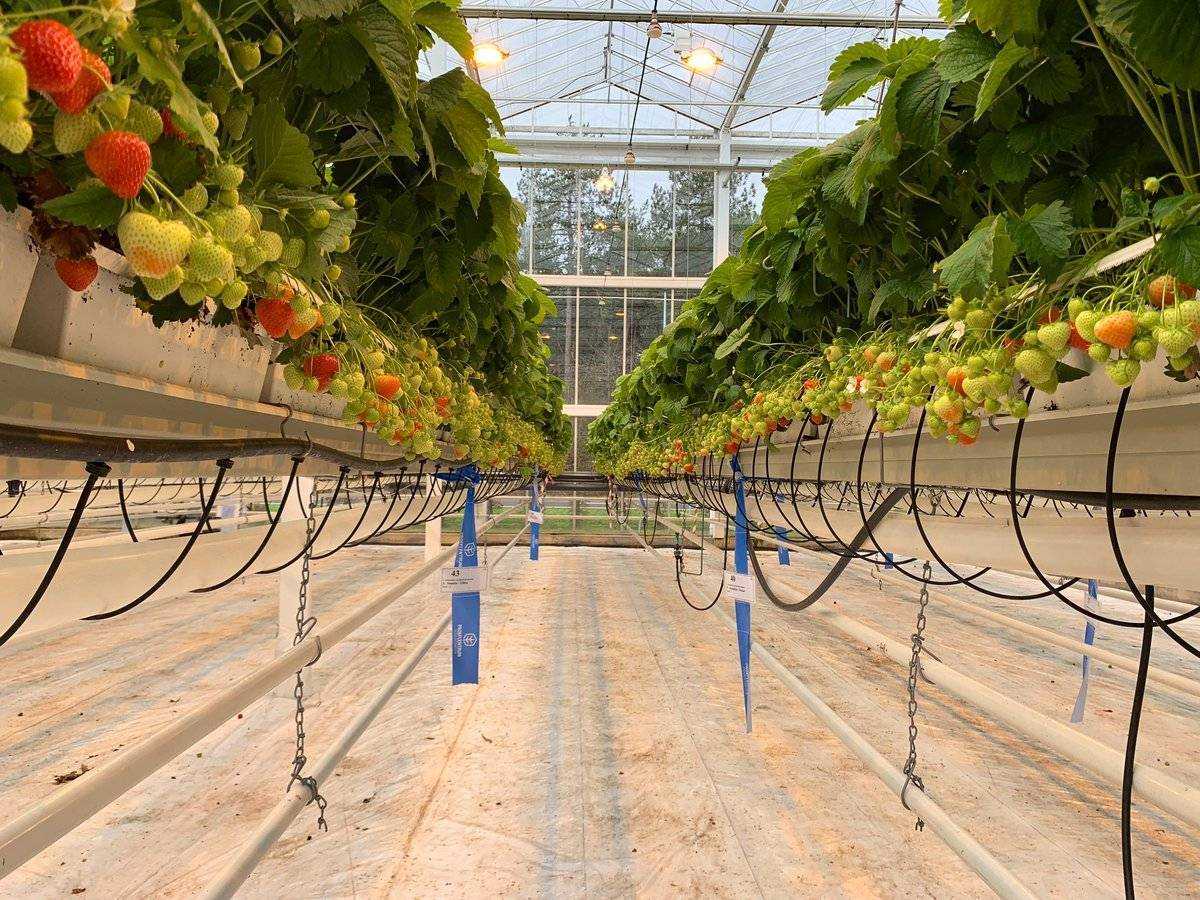 Лучшие сорта клубники на 2023 год: топ-32 самых урожайных и вкусных