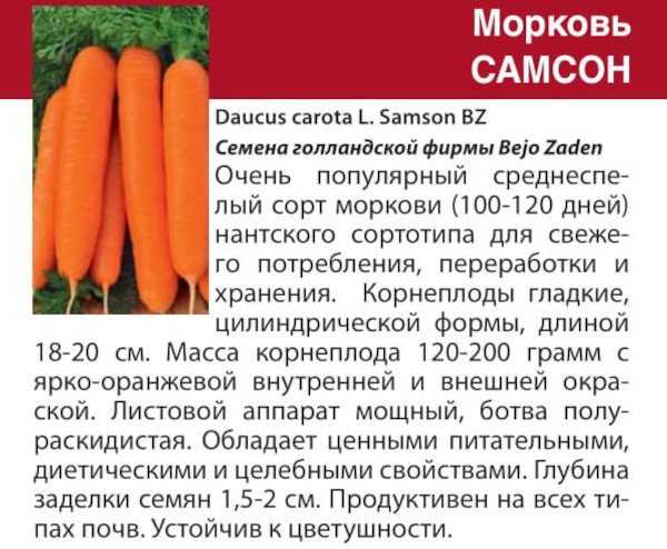 Описание сорта моркови шантане и ее гибридов. выращивание, уход, болезни и вредители