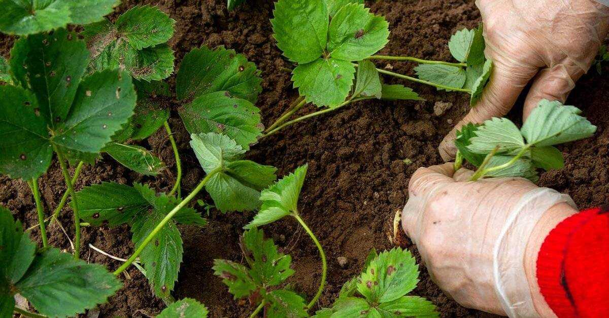 Пересадка клубники на новое место: весной, летом, осенью, способы размножения, сроки