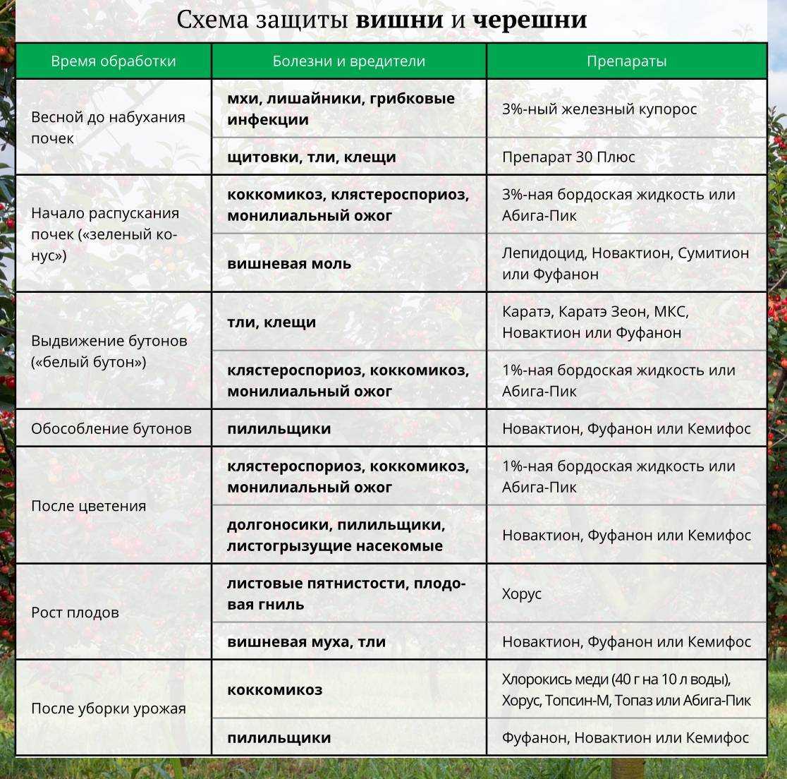Чем обработать сливу от червей в плодах: причины, что делать и как бороться, лучшие средства