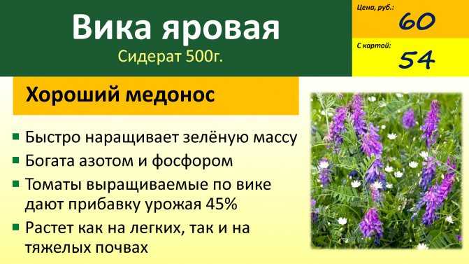 Сидераты, когда сеять и когда закапывать фацелия?