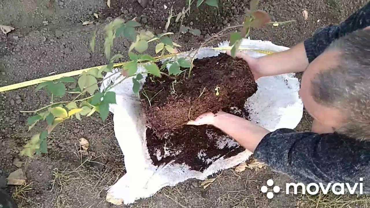 Когда и как правильно сажать ежевику в открытый грунт