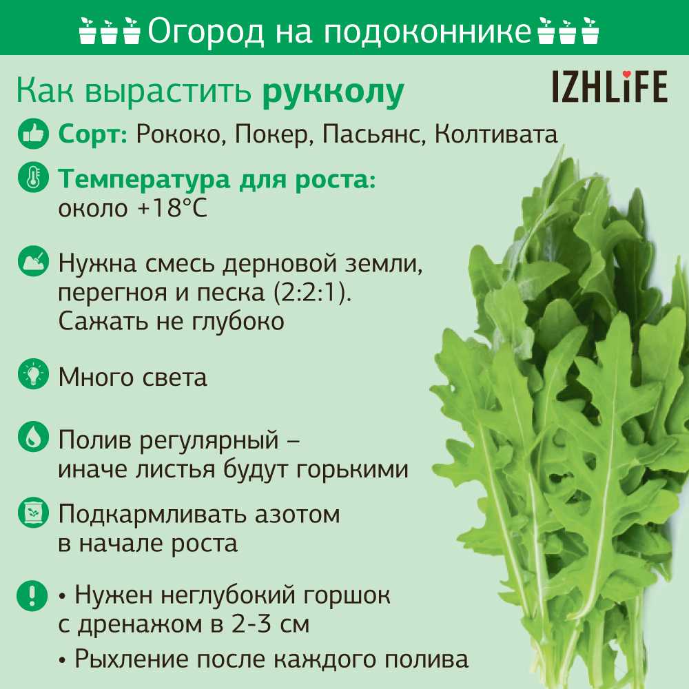 Кинза (кориандр): посадка и уход в открытом грунте, когда и как сеять?