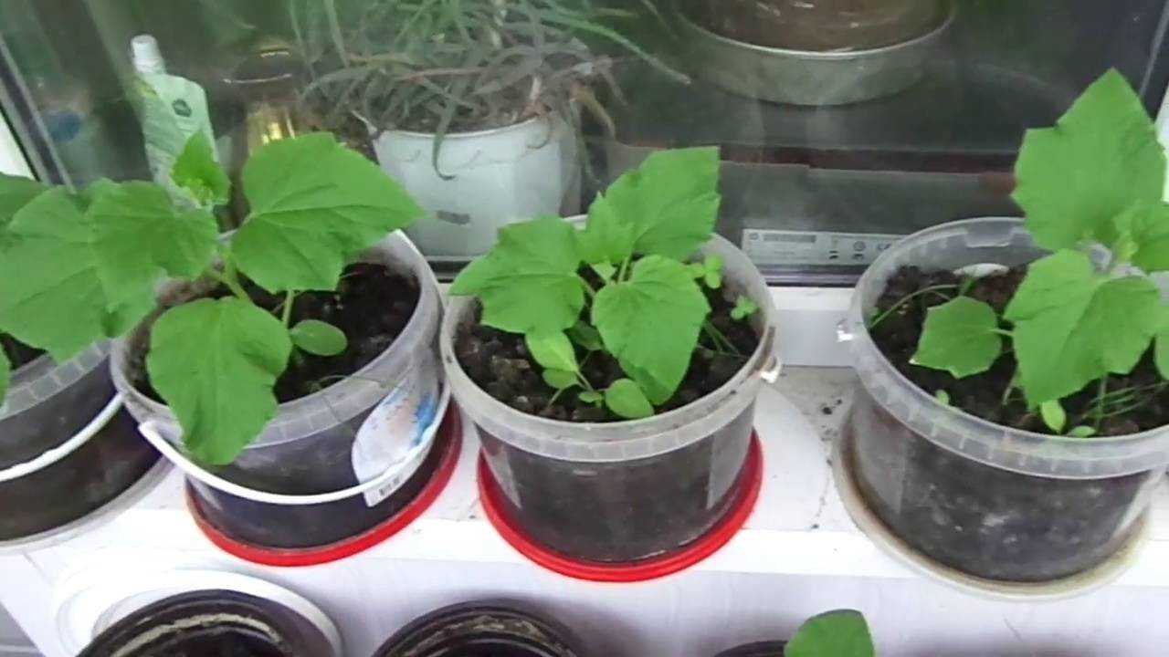 Как вырастить крепкую рассаду огурцов и собрать отличный урожай