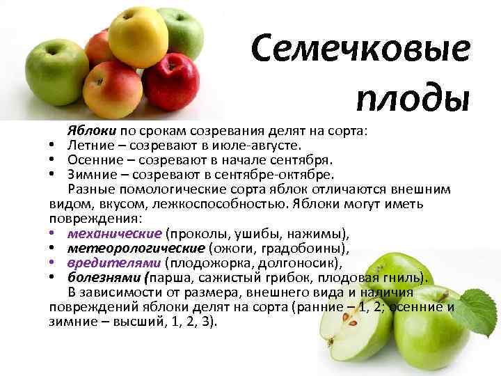 Карликовый подвой для яблони: что это такое. сорта
