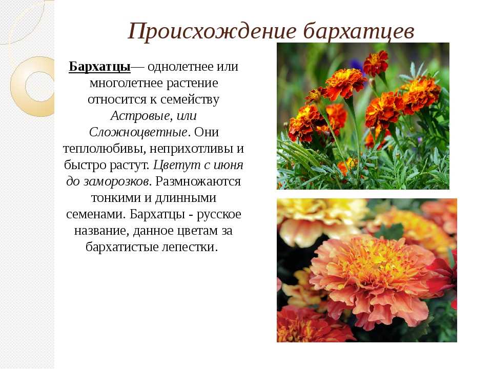 Многолетние цветы для дачи. каталог цветов, фото с названиями и кратким описанием