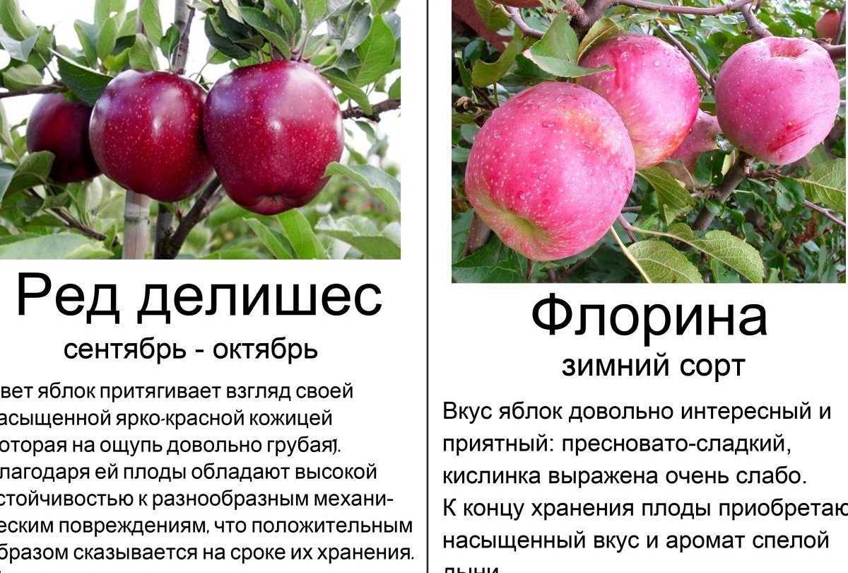 Ранние сорта яблок: фото с описанием самых раннеспелых яблонь