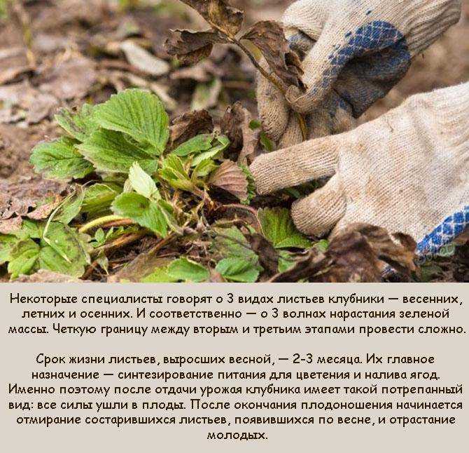 Как обрезать клубнику правильно