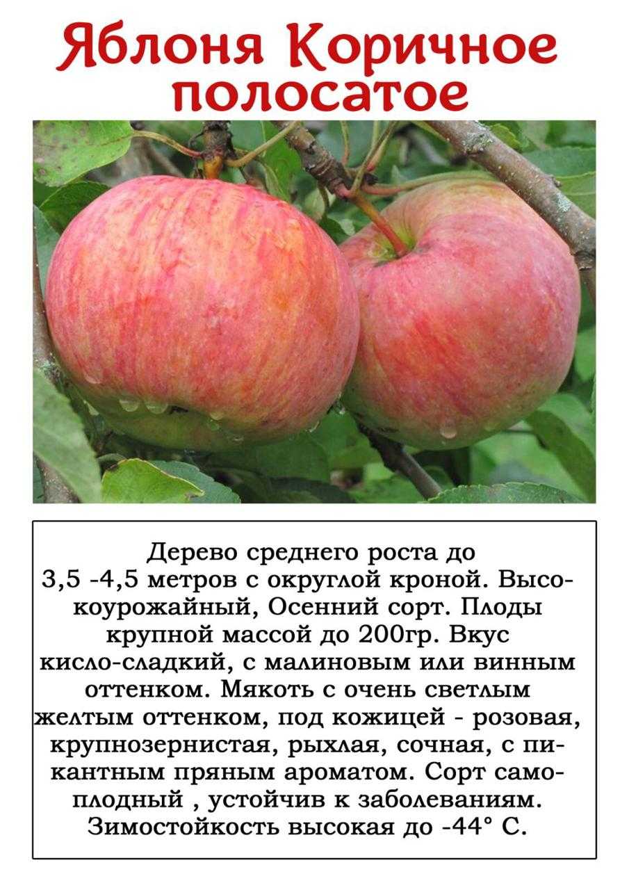 Лучшие сорта яблони для подмосковья: низкорослые, зимостойкие и устойчивые к парше