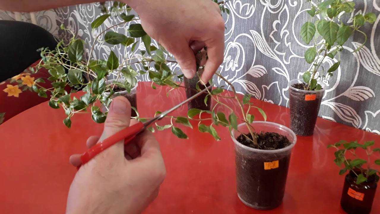 Когда и как обрезать каланхоэ для пышного цветения
