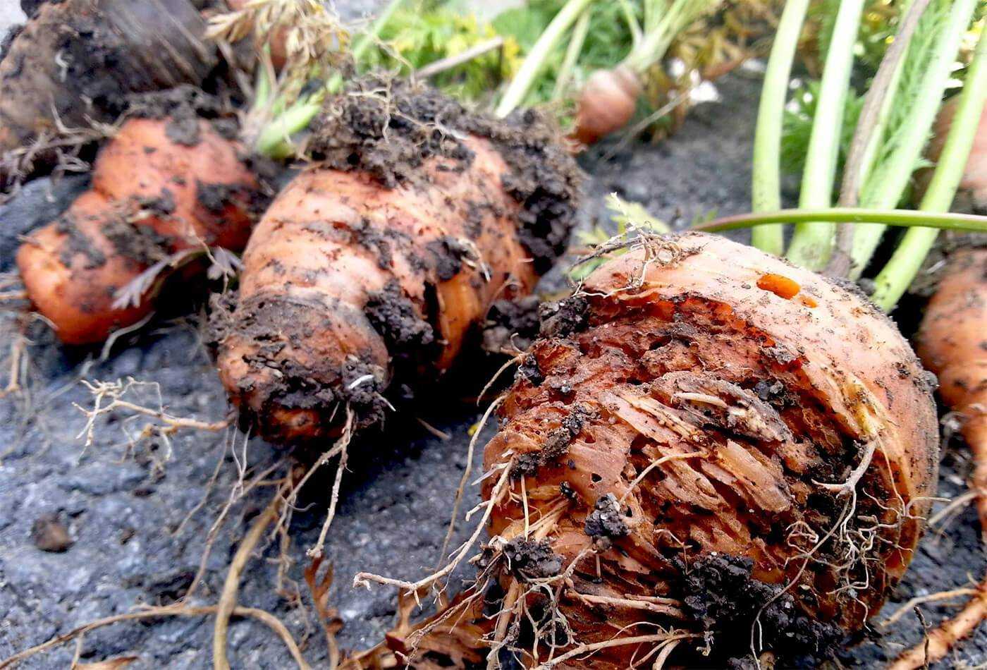 Болезни и вредители моркови: борьба с ними