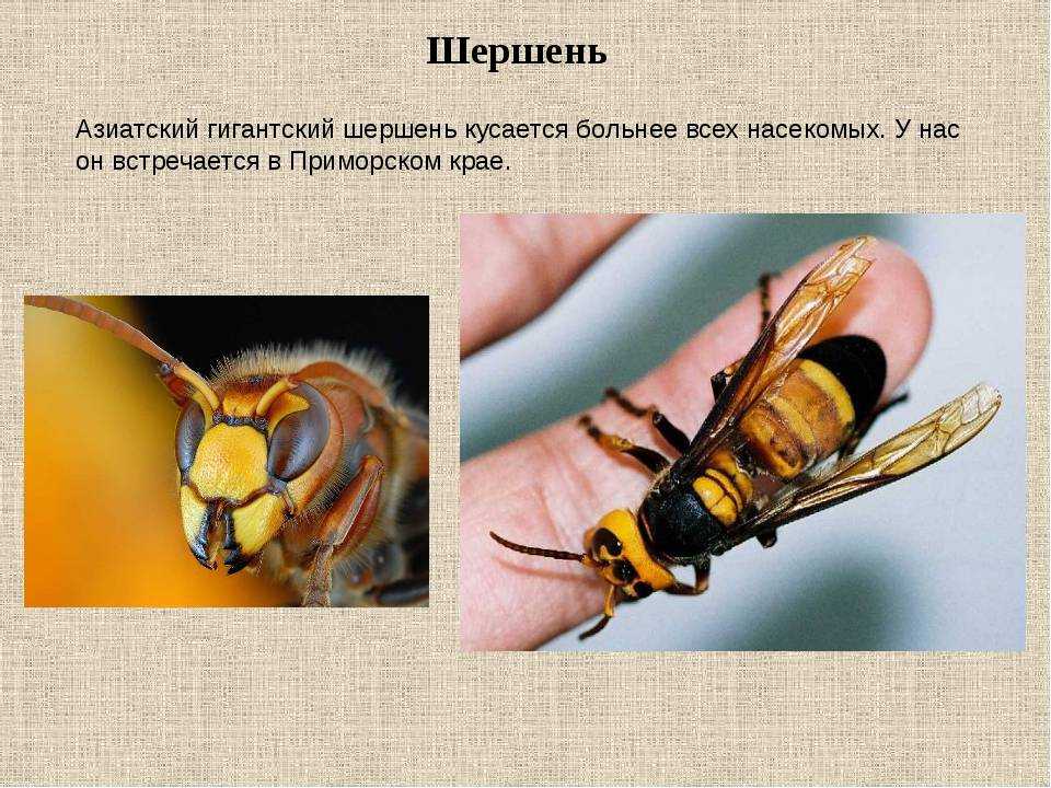 Самая большая оса в мире – сколия, шершень или мегалара гаруда