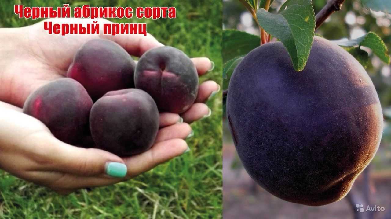 Абрикос черный принц: описание сорта, отзывы, фото