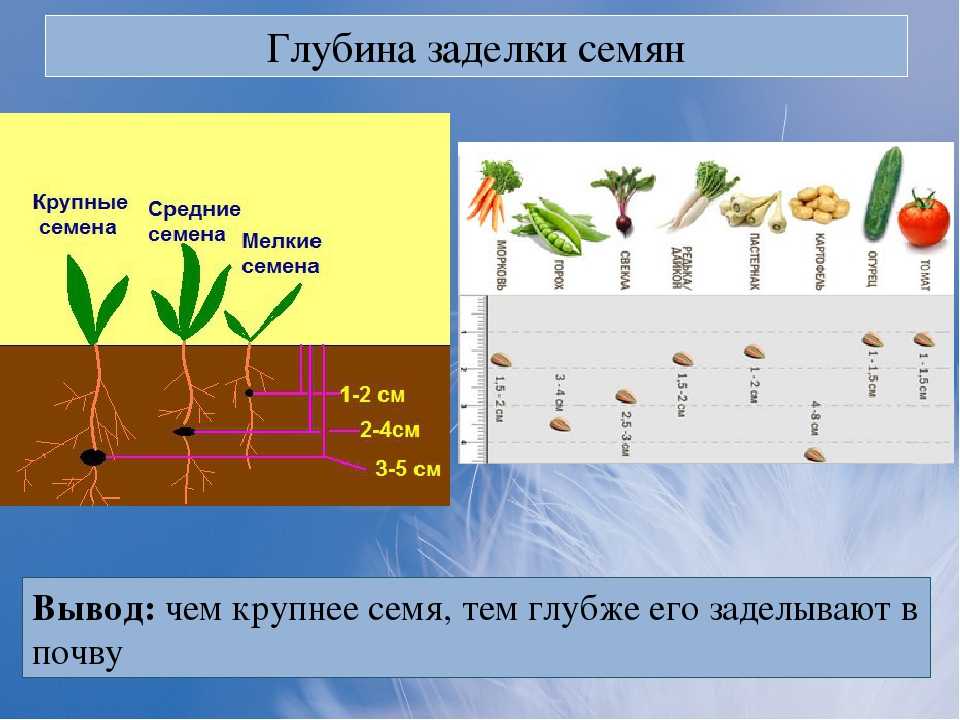 Как прорастить семена для рассады: 6 проверенных способов, чтобы семена взошли