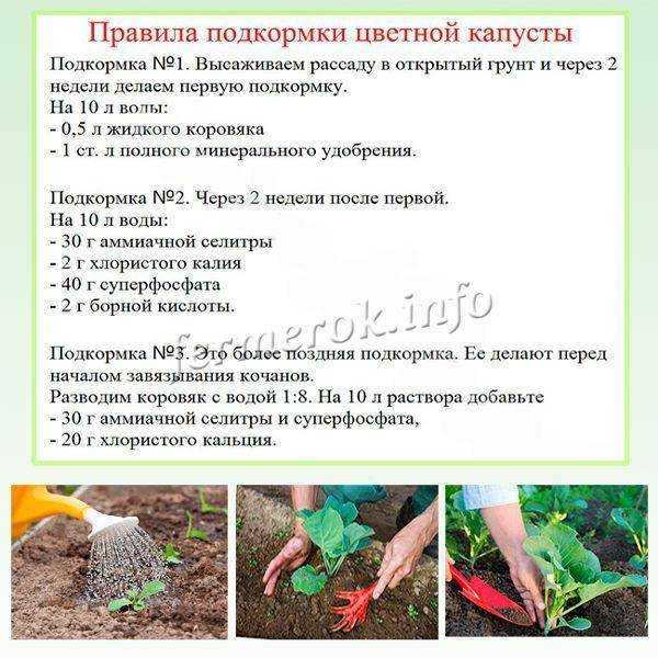 Посадка капусты в лунку: что посадить вместе с капустой