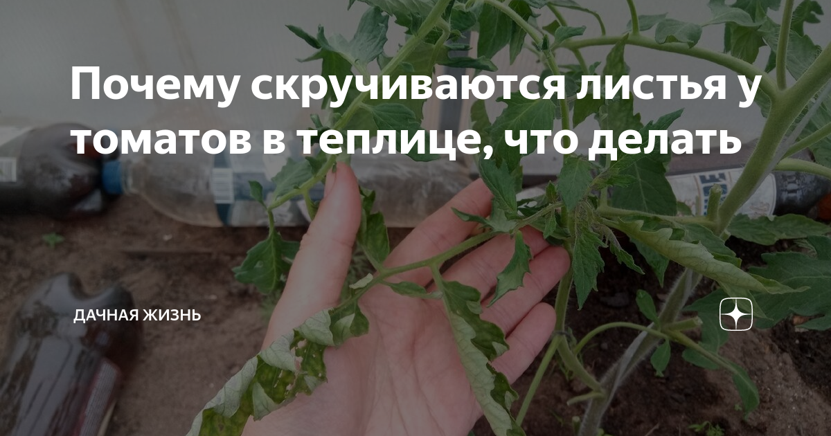 Скручиваются листья у помидоров – самая распространенная причина и что можно сделать — агроxxi