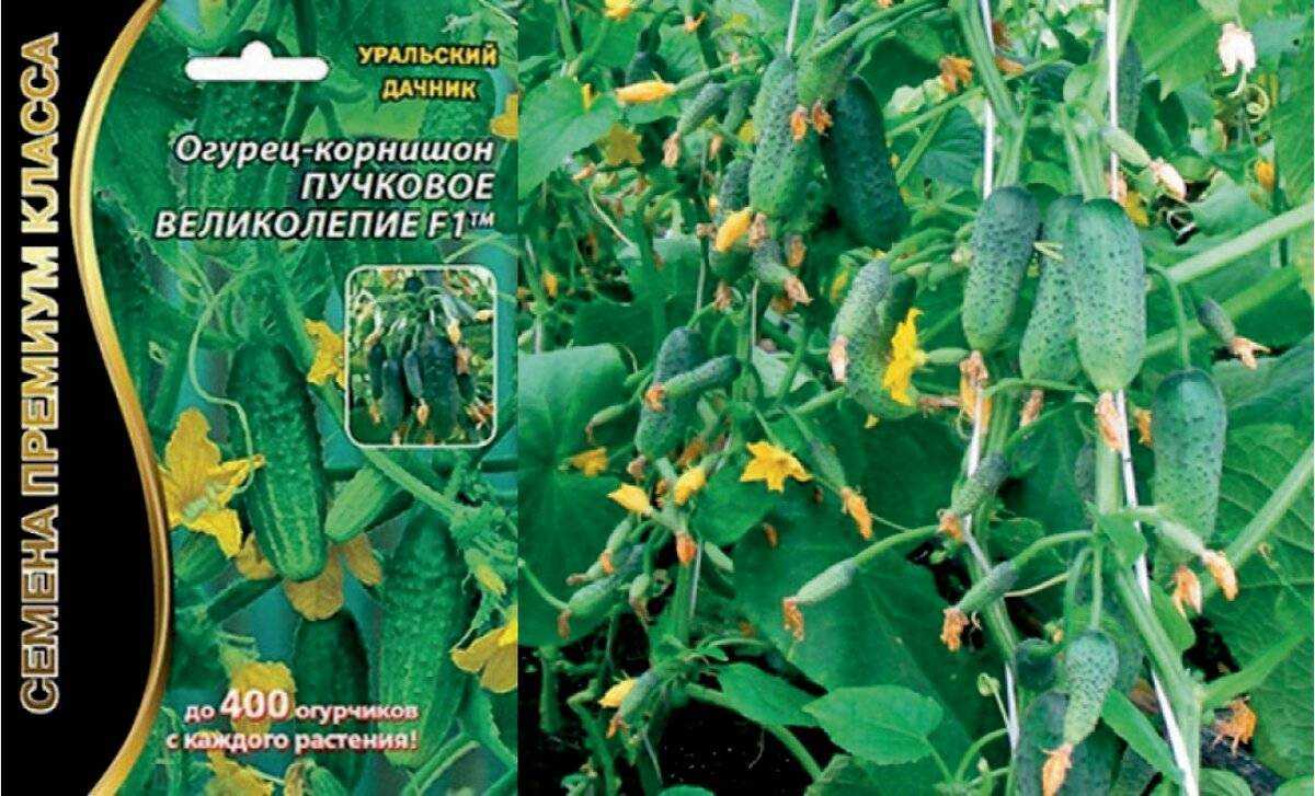 Пучковые огурцы: лучшие сорта, фото, отзывы