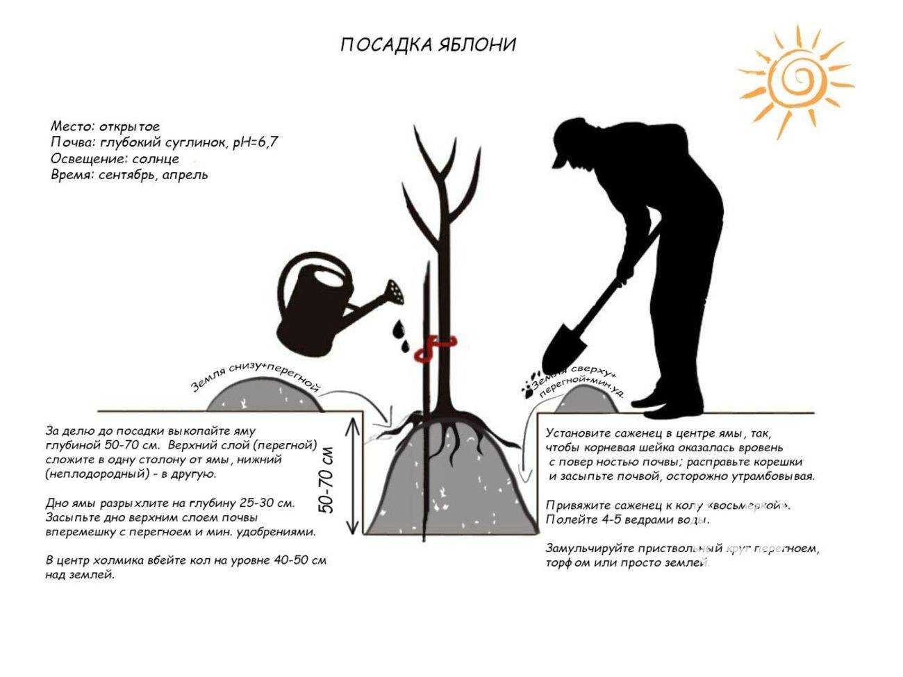 Как посадить грушу весной: пошаговое руководство, видео и фото