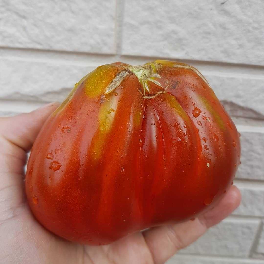 10 самых необычных сортов томатов, которые будут радовать на вкус и цвет