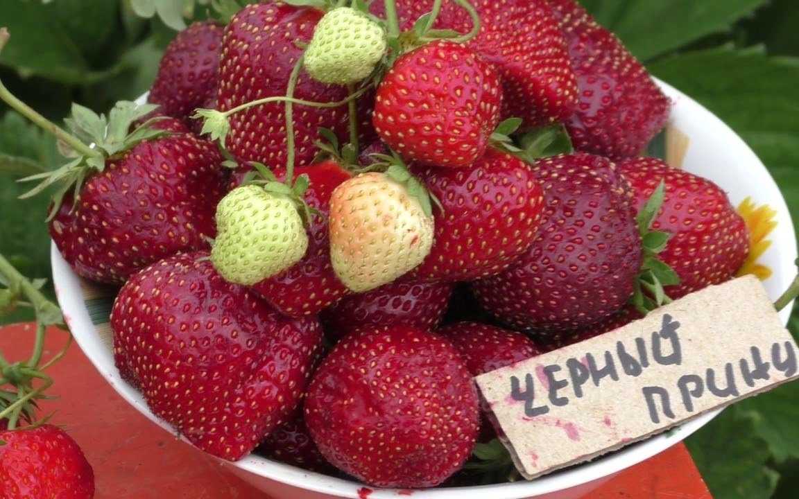 Клубника сорт фейерверк: праздник на садовых грядках