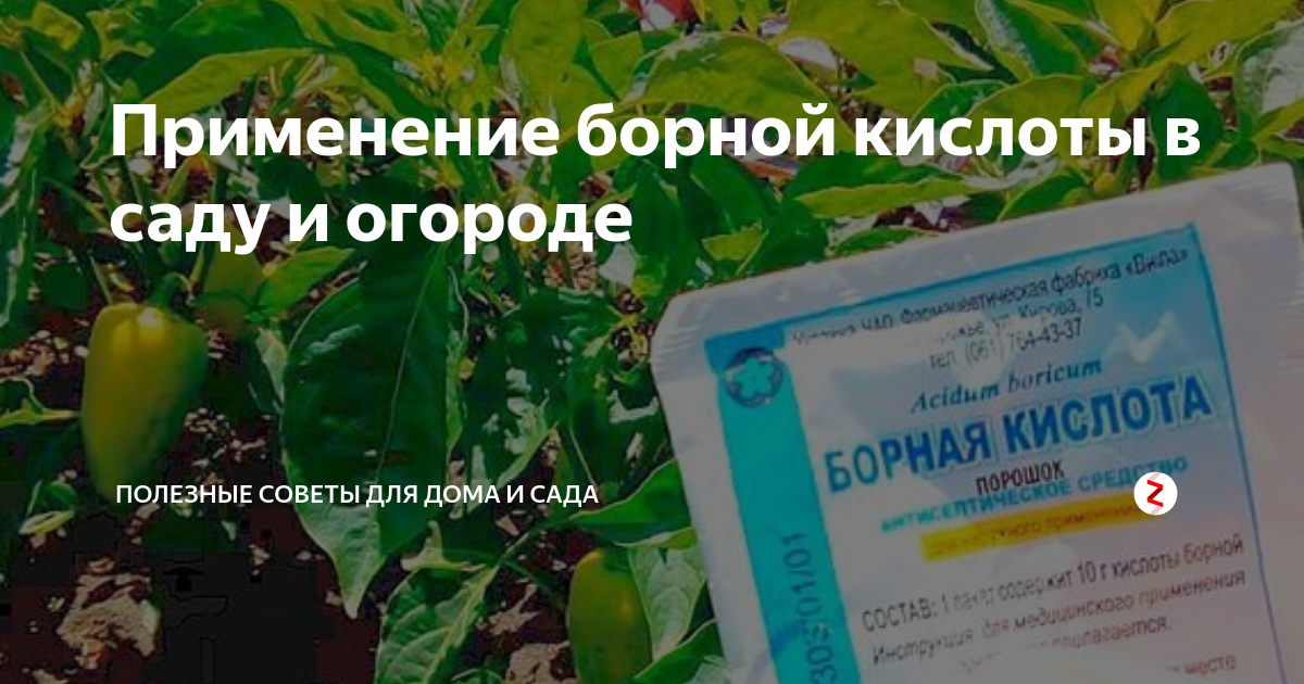 Борная кислота для огурцов: польза и вред, приготовления раствора, дозировка, опрыскивание