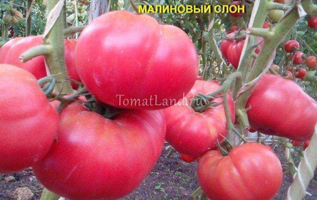 Томат малиновый слон: описание сорта, отзывы (28), фото