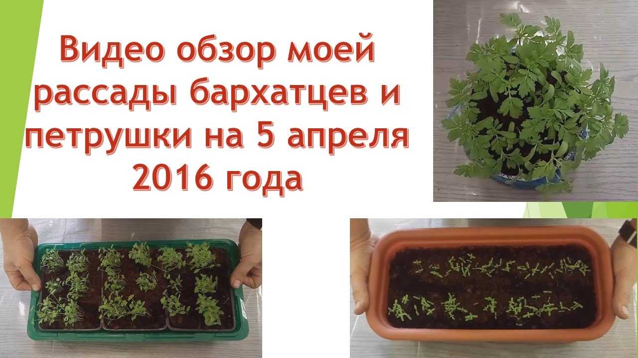 Когда сажать петрушку в открытый грунт: осенью или весной, чтобы быстро взошла