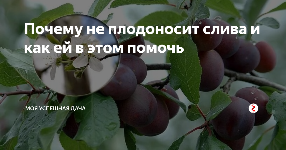 На первый взгляд, выращивание сливы — дело несложное, так кажется новичкам-садоводам В деле же оказывается, что сливовый сад требует к себе внимания в