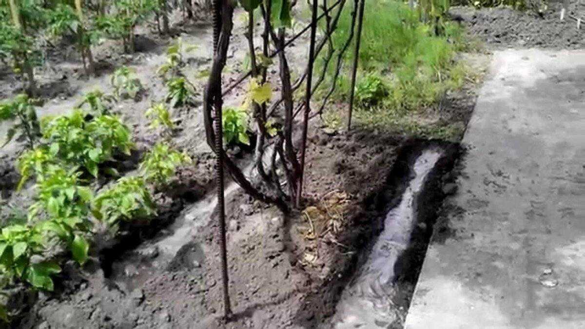 Виноград: полив и подкормка, удобрение. виноград: полив летом. как часто поливать виноград? :: syl.ru