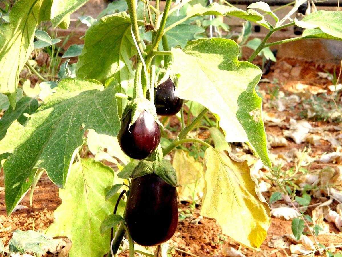 Болезни рассады баклажанов: фото и борьба с ними